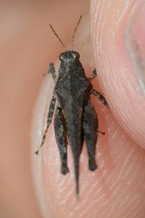 Tetrix ceperoi