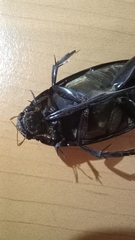 Hydrophilus insularis