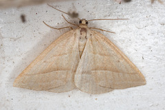 Petrophora chlorosata