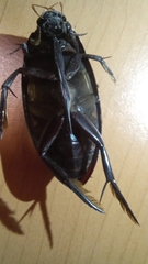 Hydrophilus insularis