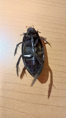 Hydrophilus insularis