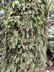 Hymenophyllum cupressiforme