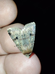 Cerastis faceta