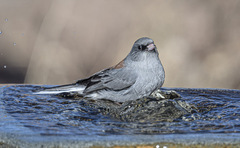 Junco hyemalis caniceps
