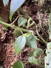 Peperomia hernandiifolia