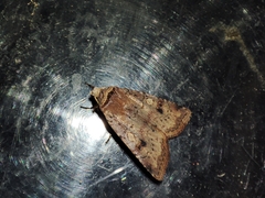 Cerastis faceta