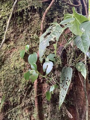 Peperomia hernandiifolia image