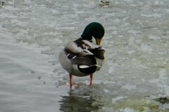 Anas platyrhynchos platyrhynchos