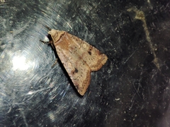 Cerastis faceta