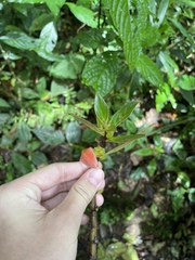 Columnea purpurata