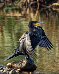 Phalacrocorax carbo