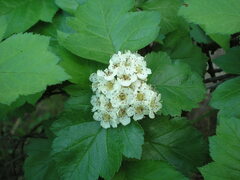 Crataegus sanguinea