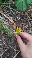 Quinchamalium chilense