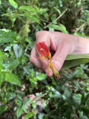 Columnea purpurata