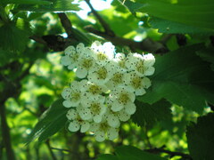 Crataegus sanguinea