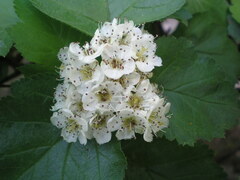 Crataegus sanguinea