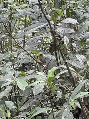 Empidonax flavescens