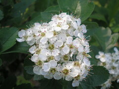 Crataegus sanguinea