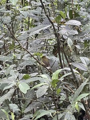 Empidonax flavescens