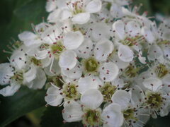 Crataegus sanguinea