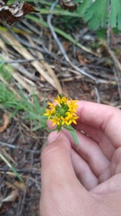 Quinchamalium chilense