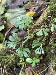 Elaphoglossum peltatum