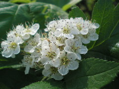 Crataegus sanguinea