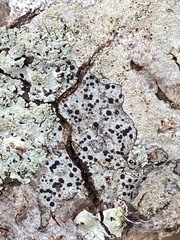 Caliciaceae