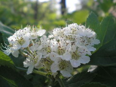 Crataegus sanguinea