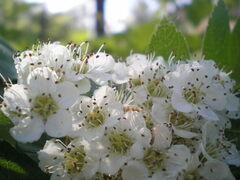 Crataegus sanguinea
