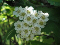 Crataegus sanguinea