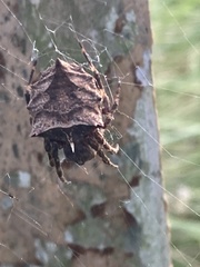 Acanthepeira