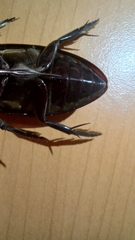 Hydrophilus insularis