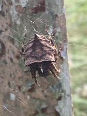 Acanthepeira