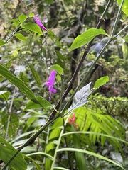 Poikilacanthus macranthus