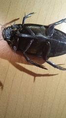 Hydrophilus insularis