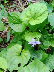 Viola cucullata