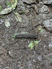 Nyssodesmus python