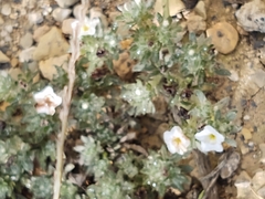 Euploca confertifolia