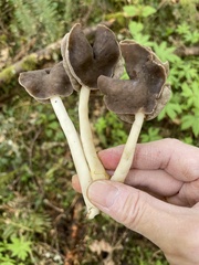 Helvella compressa
