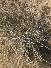 Ephedra californica