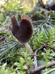 Helvella compressa