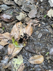 Megaphobema mesomelas