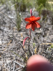 Watsonia stenosiphon