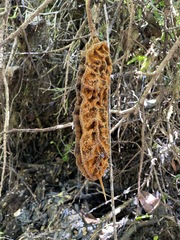Mucuna