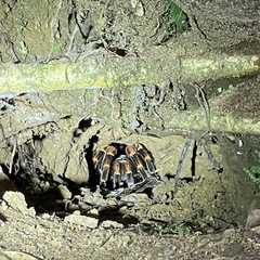 Megaphobema mesomelas