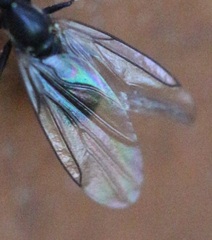 Scatopse notata