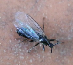 Scatopse notata