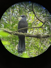 Chamaepetes unicolor