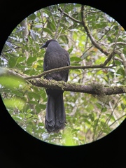 Chamaepetes unicolor